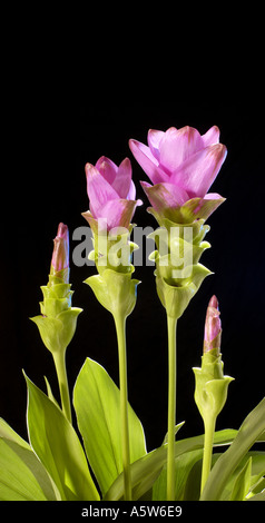 CURCUMA plant blossom leaves Curcuma alismatifolia TULIP OF THAILAND on black dark background Stock Photo