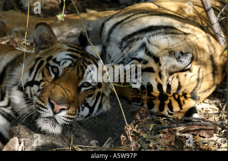 Two almost independent male cubs sleeping together in the heat of the day about 18 months old Stock Photo