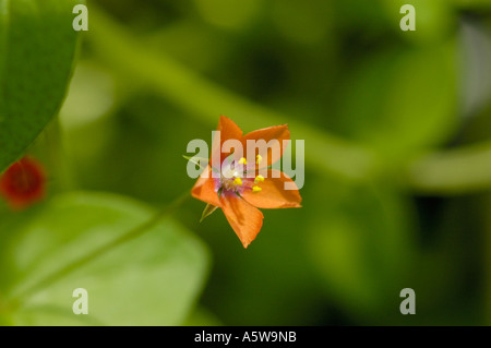 Scarlet Pimpernel, anagallis arvensis Stock Photo
