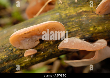 Jelly Ear fungus, auricularia auricula-judae Stock Photo