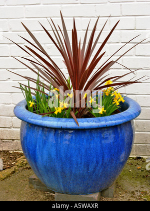 Blue planter with cordyline australis 'Torbay Red' and dwarf narcissus in March Wiltshire England UK Stock Photo