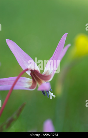 ERYTHRONIUM DENS CANIS EUROPEAN DOGS TOOTH VIOLET Stock Photo