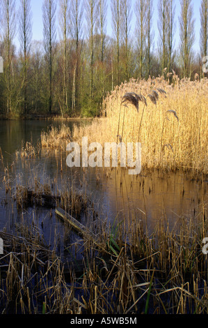 REED BEDS BRANDON MARSH Stock Photo