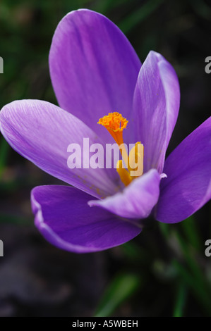 CROCUS VERNUS REMEMBRANCE Stock Photo