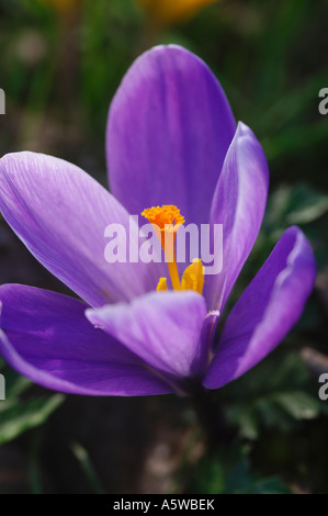 CROCUS VERNUS REMEMBRANCE Stock Photo