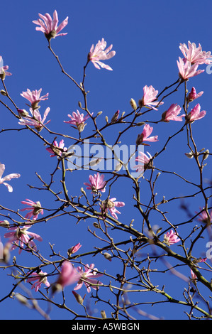 Magnolia x soulangeana Sundew Stock Photo