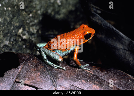 Granular poison arrow frog Dendrobates granuliferus Dendrobatidae in rainforest Costa Rica