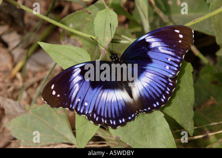 Blue diadem butterfly Hypolimnas salmacis Nymphalidae male basking in rainforest Ghana Stock Photo