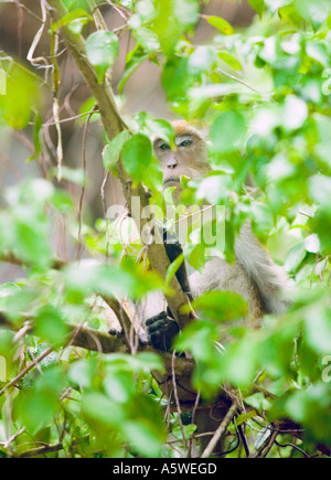 A Long Tailed Macaque in a tree Southern Thailand Stock Photo