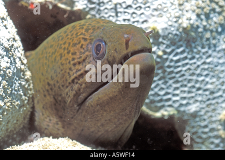 Undulated Moray Eel Gymnothorax unculatus Solomon Islands Stock Photo