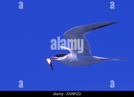 Forster s Tern in flight with fish Sterna forsteri Bolsa Chica Wetlands California Stock Photo