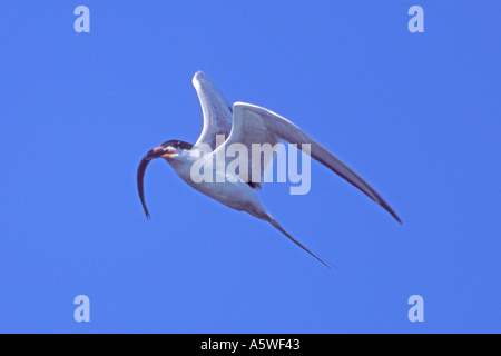 Forster s Tern in flight with fish Sterna forsteri Bolsa Chica Wetlands California Stock Photo