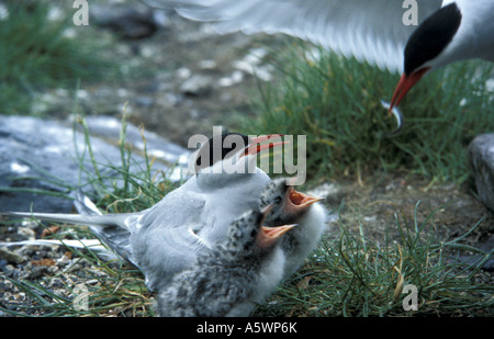 An Arctic tern and chicks on nest with parent bringing food on Outer Farne Islands Northumberland England Stock Photo
