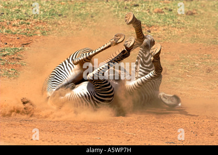 Grevy's Zebra rolling in dust in Samburu Kenya Stock Photo