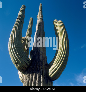 Giant Saguaro Cactus, Arizona, USA Stock Photo