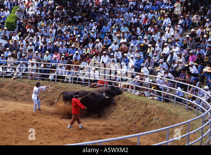 Okinawa Bull Riding Okinawan Bullfighting - Closer to Sumo than Spanish bullfighting the ...