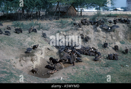 White rumped Vulture Gyps bengalensis Vultures and dogs feeding on carrion With boy watching India Stock Photo