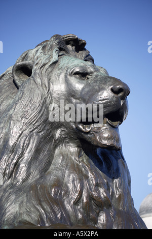 Lion in Trafalgar Square London England UK Stock Photo