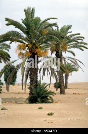 Date Palms, Phoenix dactylifera, Growing by an Oasis in the Peruvian Desert Stock Photo