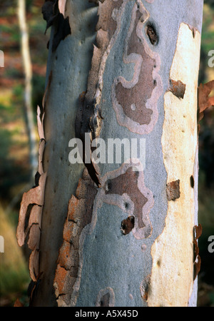 Bark in King s Creek Canyon Watarrka National Park Northern Territory Australia Stock Photo