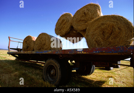 Loading Trailer With Hay Bales In North Dorset England UK Stock Photo