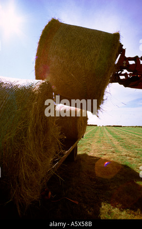 Hay Bales Lifted Onto Trailer In Dorset England UK Stock Photo