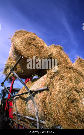 Tractor Loading Round Hay Bales In North Dorset county England UK Stock Photo