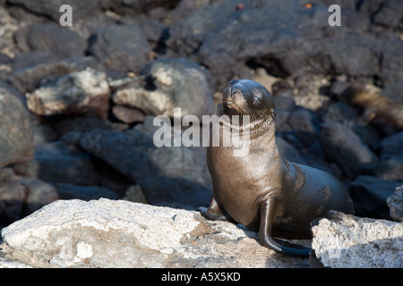 A young sealion sits on the rocks at the water's edge Stock Photo