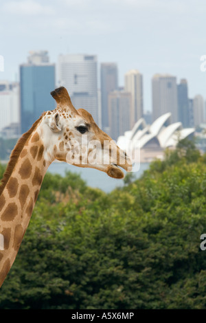 Taronga Zoo - Sydney, New South Wales, AUSTRALIA Stock Photo