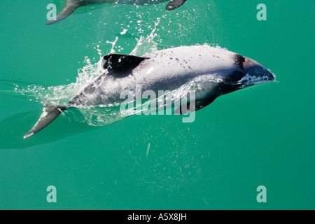 Hectors dolphin Cephalorhynchus hectori Akaroa Harbour South Island New Zealand Stock Photo