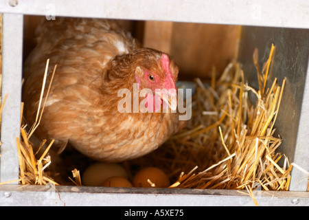 FARMING Grayslake Illinois Free range hen stand straw nest with eggs chicken coop at Prairie Crossing metal nesting box Stock Photo