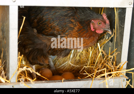 FARMING Grayslake Illinois Free range hen stand straw nest with eggs chicken coop at Prairie Crossing metal nesting box Stock Photo