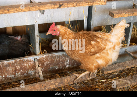 FARMING Grayslake Illinois Free range hen perch on rail straw nest with eggs chicken coop at Prairie Crossing Stock Photo