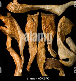 Dried Shitake Mushrooms Stock Photo