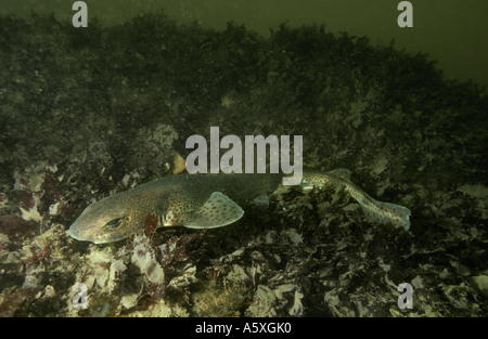 Lesser spotted Dogfish Scyliorhinus canicula off West Wales coast Stock Photo