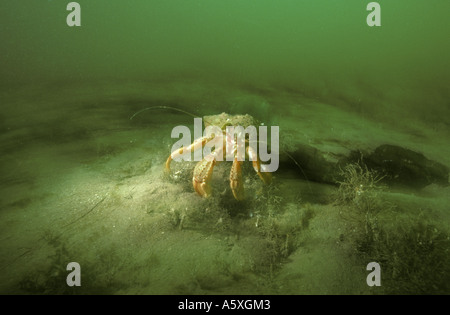 Hermit crab in shell off the south coast of Devon England Stock Photo