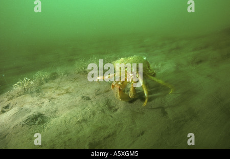 Hermit crab in shell off the south coast of Devon England Stock Photo