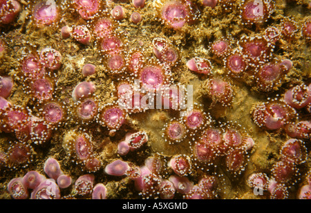 Jewel Anemone Corynactis viridis off the south coast of england Stock Photo