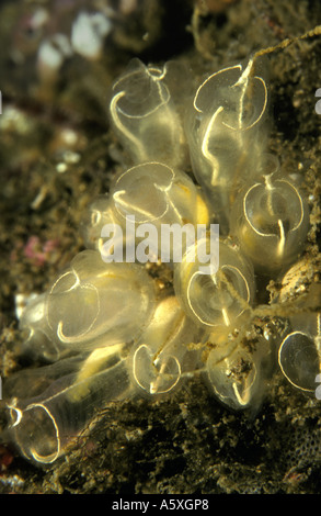 Light bulb sea squirt colony off the south coast of Devon England Stock Photo