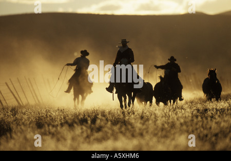 Cowboys driving Horses at Sunset Oregon USA Stock Photo