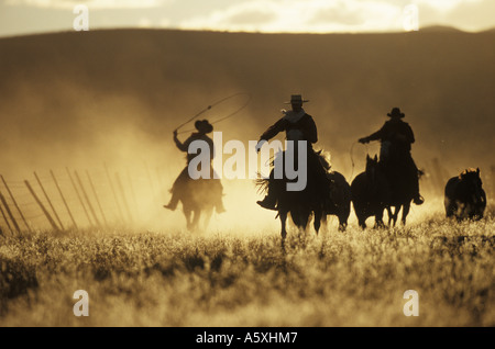 Cowboys driving horses at sunset Oregon USA Stock Photo