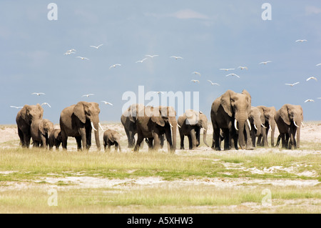 Herd of African Elephants and cattle Egrets Amboseli National Park Kenya Stock Photo