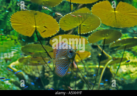 Discus (Symphysodon aequifasciatus) and Water Lilies. Discus et Nymphéas. Stock Photo