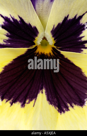 Viola Close Up, Commonly Known as the Pansy. Stock Photo