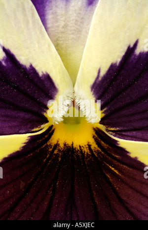 Viola Close Up, Commonly Known as the Pansy. Stock Photo