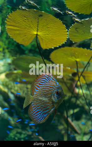 A discus (Symphysodon aequifasciatus) and nymphaea (Nymphaea sp). Discus (Symphysodon aequifasciatus) et nymphéas (Nymphaea sp). Stock Photo