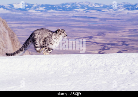 upgrade snow leopard to yosemite