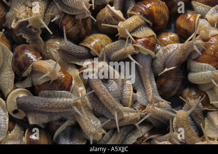 Grapevine snail (Helix pomatia). Escargots de Bourgogne (Helix pomatia). Stock Photo