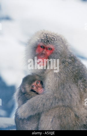 Snow Monkey and baby Jigokudani Honshu Japan Stock Photo