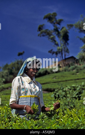 A young Tamil woman harvesting tea leaves (Camellia sinensis). Jeune